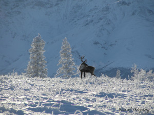 Honorable Mention Alaska Wildlife - The Leader by Sabra N.